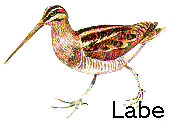 Labe